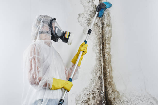 Best Crawl Space Mold Removal  in Morgan City, LA