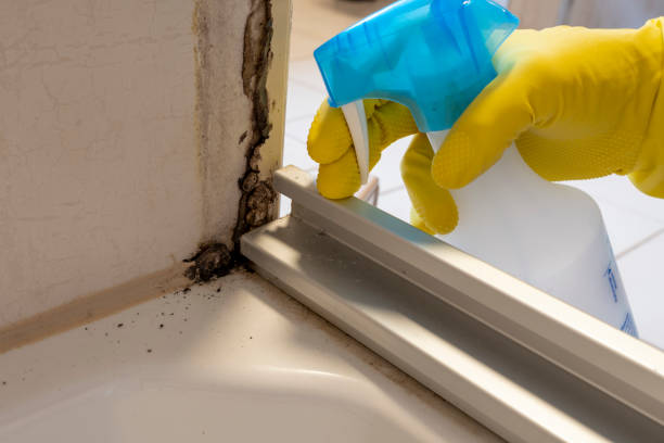 Best Fast Mold Removal  in Morgan City, LA