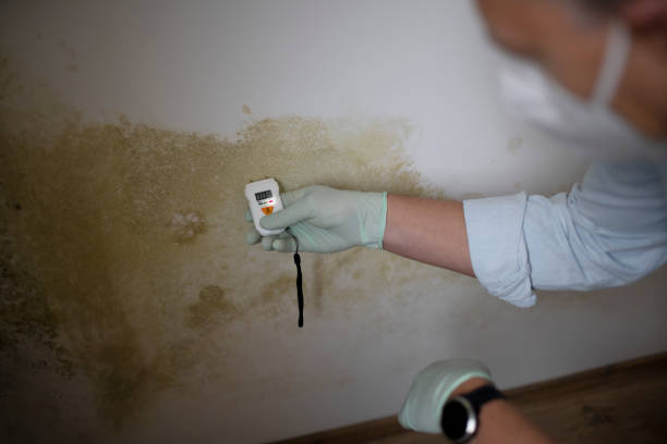 Best Residential Mold Removal  in Morgan City, LA