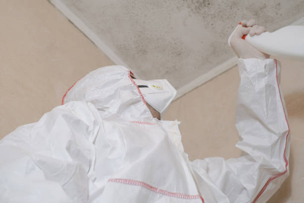 Mold Removal Process in Morgan City, LA