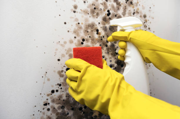  Morgan City, LA Mold Removal Pros