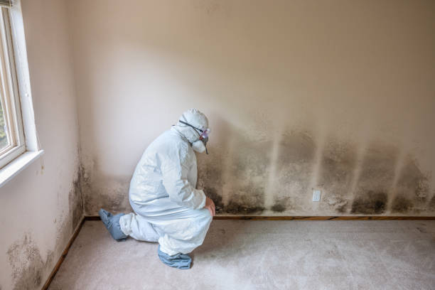 Professional Mold Removal in Morgan City, LA