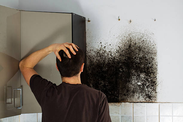 Best Mold Removal Company Near Me  in Morgan City, LA