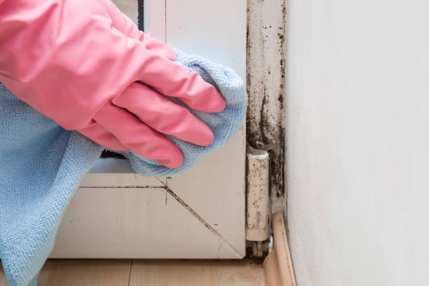 Best Affordable Mold Removal  in Morgan City, LA