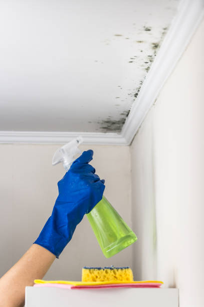 Best Black Mold Removal  in Morgan City, LA