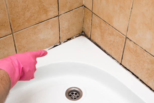 Best Mold Removal Process  in Morgan City, LA